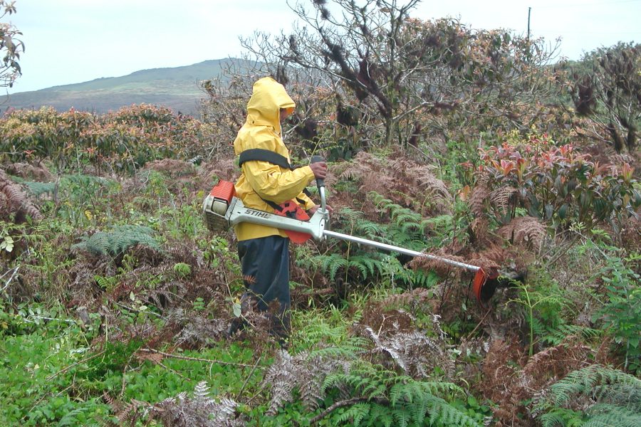 Manually removing blackberry thickets, as shown here, is expensive and time-consuming, by Galápagos National Park Directorate