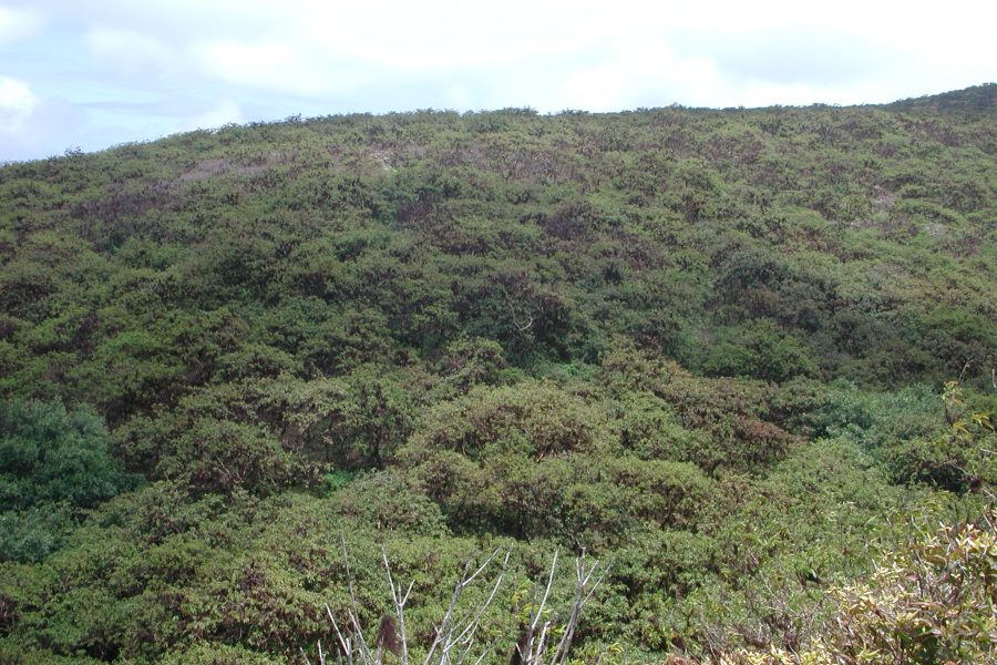 Expansive blackberry thickets, Galápagos National Park Directorate