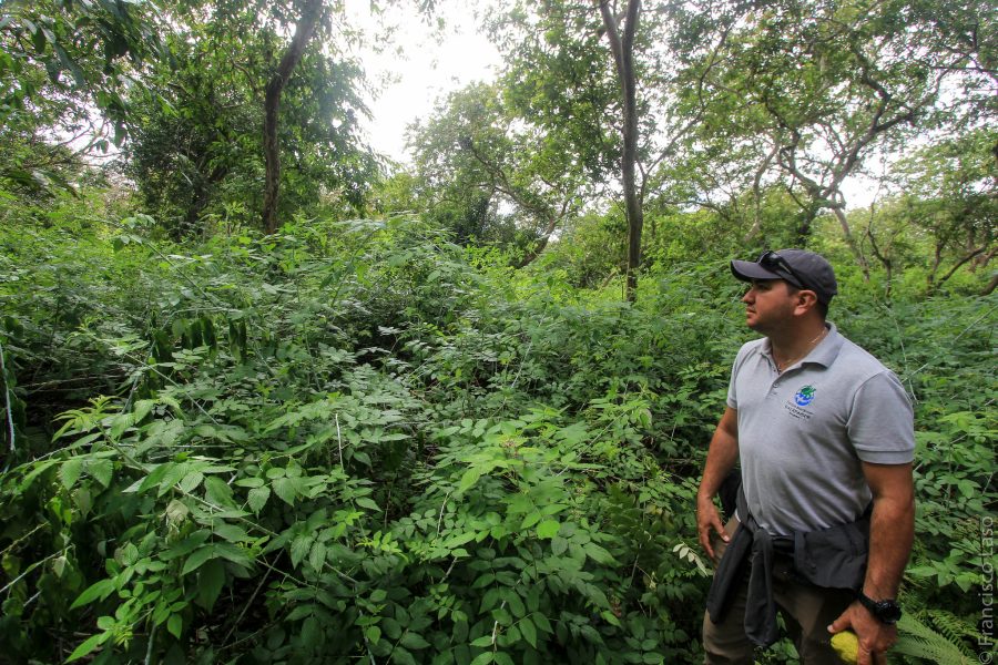 A Galápagos National Park Ranger walks among blackberry thickets, by Galápagos National Park Directorate