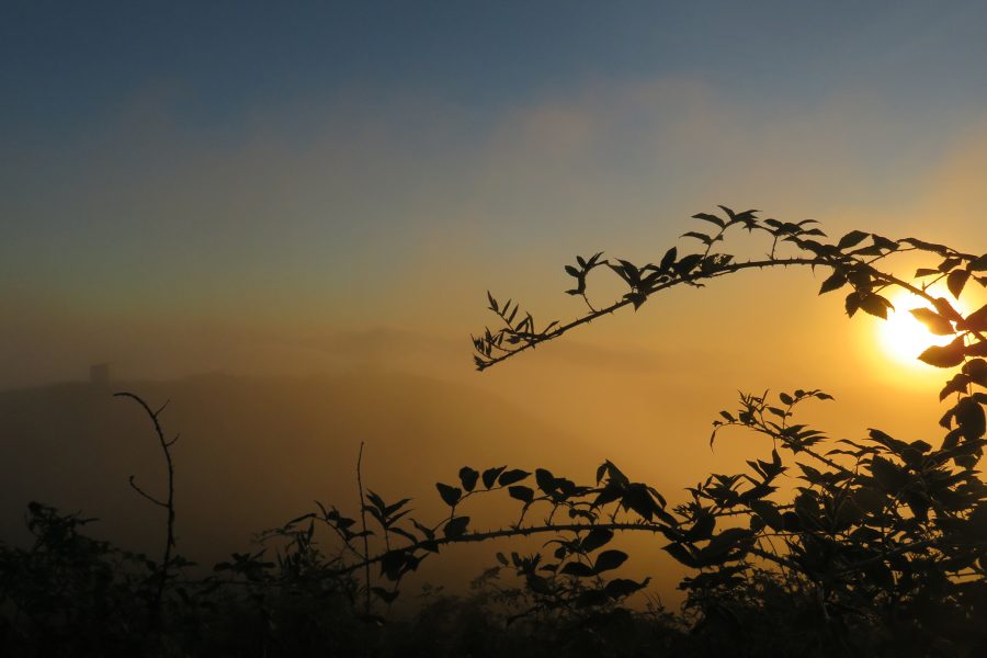 Blackberries in Galápagos, by Jamie Dominguez copy