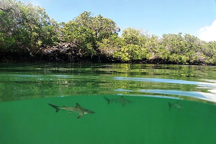 Juvenile hammerheads off the coast of Santa Cruz (© Galápagos National Park Directorate)