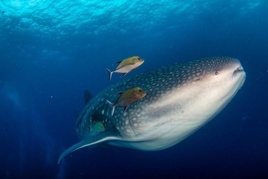Juvenile Whale Shark, by Alex Vog