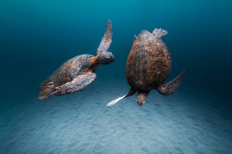 Green Sea Turtles, by Joshua Vela/Galápagos Conservancy