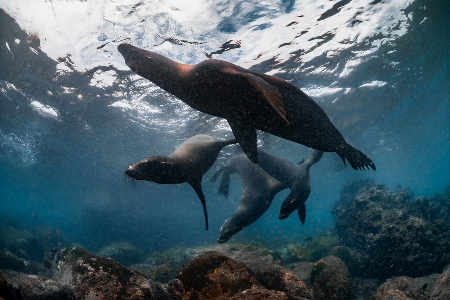 Galápagos Sea Lions, by Joshua Vela/Galápagos Conservancy