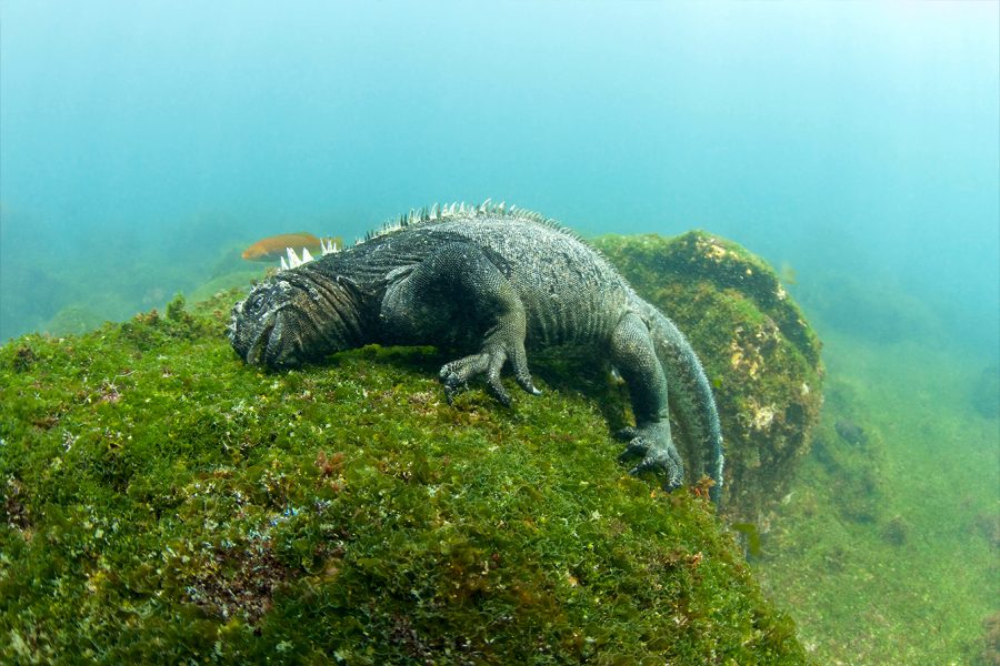 Marine Iguana, by Michael J. Haber