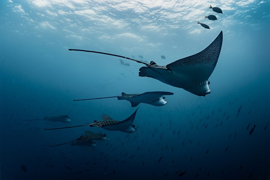 Eagle Rays, by Joshua Vela/Galápagos Conservancy