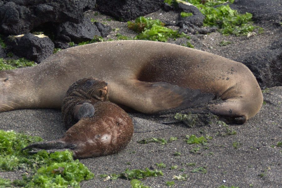 Mother and pup Sea Lion, by Jaime Thomas