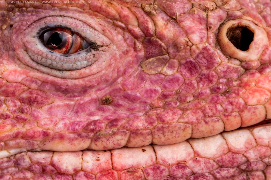 Pink Iguana by Lucas Bustamante