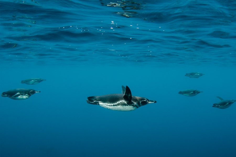 Galápagos Penguins by Pete Oxford