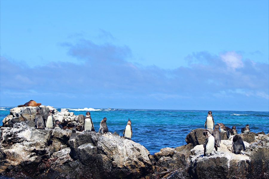 Galápagos Penguins by Gregory Loaiza