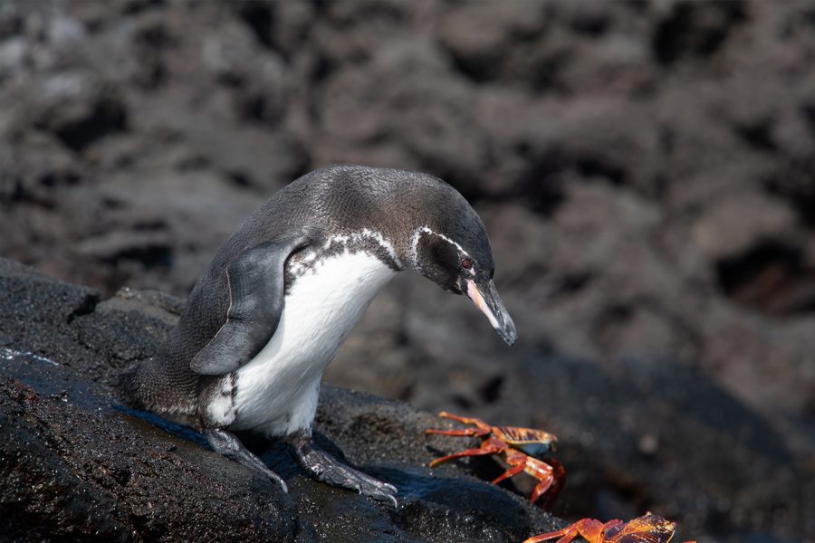 Galápagos Penguin by Karen Chiasson