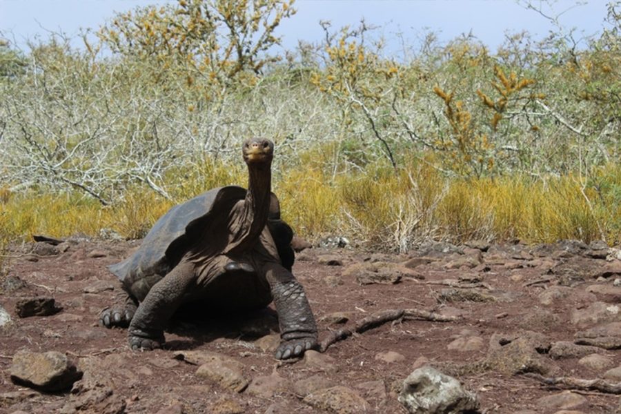 Pinzon Giant Tortoise Diego Floreana Island Giant Tortoise © Galapagos Conservancy