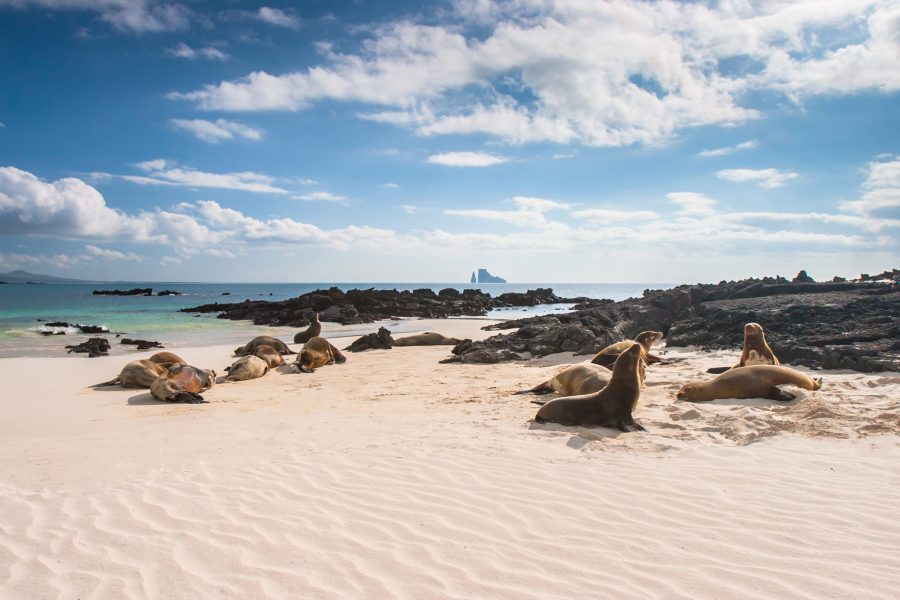 Sea Lions sleeping on the beach with Kicker Rock in the background