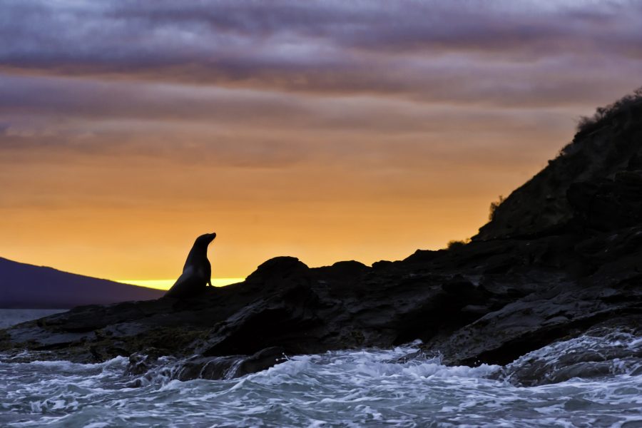 Sea Lion at Sunset © Bob Miller