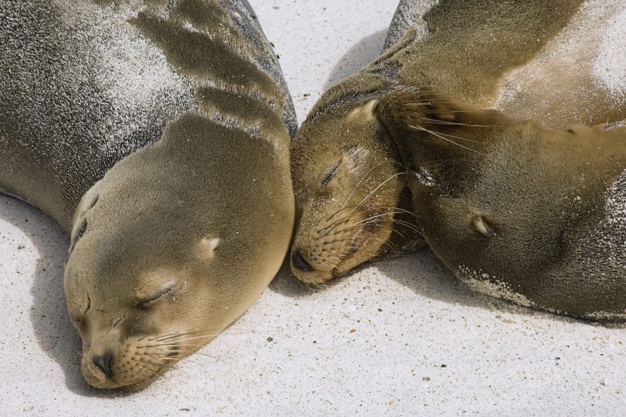 Galápagos Sea Lions Sleeping on Beach © Maida Candler