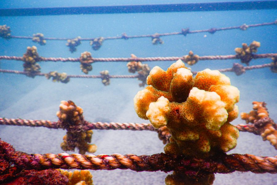 © Galápagos Conservancy