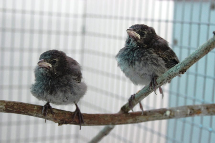 Captive Reared Mangrove Finch Chicks by Charles Darwin Foundation