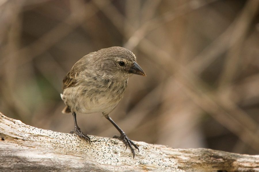 Mangrove Finch by Francesca Cunninghame
