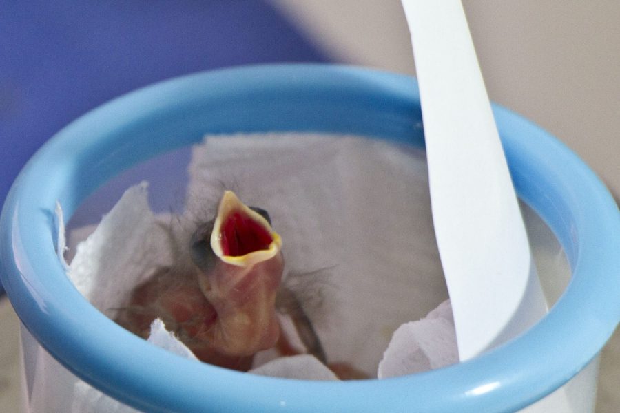 Finch Hatchling in Captivity by Charles Darwin Foundation